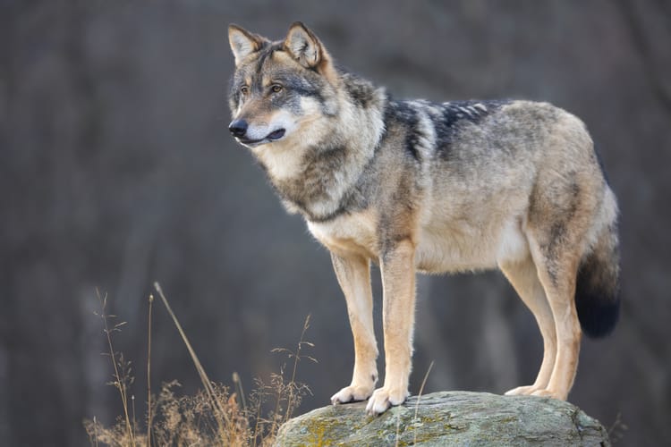 gray wolf standing on a rock